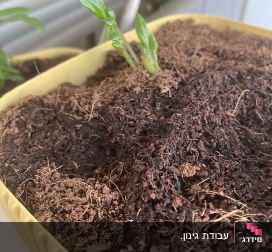 נבט ירוק באדמה בתוך עציץ פלסטיק צהוב